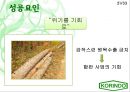 인도네시아 코린도(Korindo) - Find Global Solution To Local Changes.PPT자료 21페이지