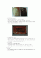 생명과학의 이해 요약정리 : chapter 9 ~ 13 15페이지