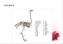 가금류(Poultry)의 조리원리 (The principle of Cook).ppt 30페이지