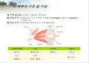 육류(Meat/肉類)의 조리원리(소, 돼지를 중점으로).ppt 3페이지