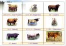 육류(Meat/肉類)의 조리원리(소, 돼지를 중점으로).ppt 17페이지