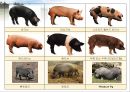 육류(Meat/肉類)의 조리원리(소, 돼지를 중점으로).ppt 36페이지