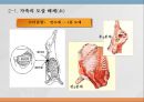 우리나라 육류산업과 육류조리의 이해.ppt 19페이지