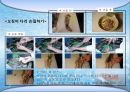 어패류(魚貝類 )의 조리[Fish and Shellfishehs Cook].ppt 22페이지