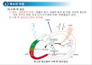 채소 및 과일류(Vegetable & Fruit)의 조리.ppt 22페이지