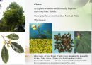 조미료와 향신료의 조리원리(Seasoning agent & Spice Cook).ppt 34페이지