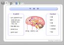 우울증과 치료법.ppt 8페이지