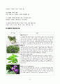 허브(Herb)의 이해 10페이지