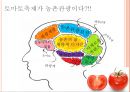 [A+] 농촌관광 사례조사  화천 토마토축제 & 스페인 LATOMATINA 비교분석  부뇰부놀  강원도관광  화천관광  체험관광  SIT  특수목적관광  산천어축제  축제프로그램  이벤트 5페이지