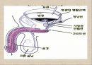 청년기의 특징적 신체 변화.ppt 24페이지