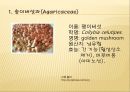 [채소 원예총론] 식물 형태학적 분류.ppt 3페이지