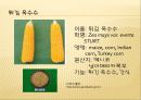 [채소 원예총론] 식물 형태학적 분류.ppt 12페이지