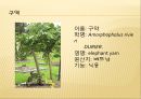 [채소 원예총론] 식물 형태학적 분류.ppt 14페이지