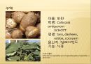 [채소 원예총론] 식물 형태학적 분류.ppt 15페이지