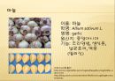 [채소 원예총론] 식물 형태학적 분류.ppt 19페이지
