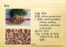 [채소 원예총론] 식물 형태학적 분류.ppt 24페이지