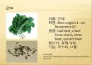 [채소 원예총론] 식물 형태학적 분류.ppt 31페이지