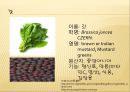 [채소 원예총론] 식물 형태학적 분류.ppt 36페이지