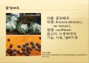 [채소 원예총론] 식물 형태학적 분류.ppt 38페이지
