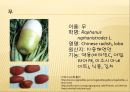 [채소 원예총론] 식물 형태학적 분류.ppt 39페이지