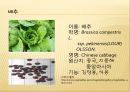 [채소 원예총론] 식물 형태학적 분류.ppt 41페이지
