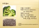 [채소 원예총론] 식물 형태학적 분류.ppt 42페이지