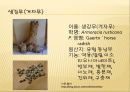 [채소 원예총론] 식물 형태학적 분류.ppt 43페이지