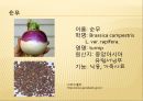 [채소 원예총론] 식물 형태학적 분류.ppt 45페이지