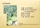 [채소 원예총론] 식물 형태학적 분류.ppt 46페이지