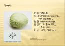 [채소 원예총론] 식물 형태학적 분류.ppt 47페이지