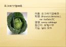 [채소 원예총론] 식물 형태학적 분류.ppt 48페이지