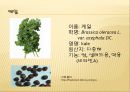 [채소 원예총론] 식물 형태학적 분류.ppt 49페이지