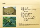 [채소 원예총론] 식물 형태학적 분류.ppt 52페이지