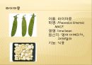 [채소 원예총론] 식물 형태학적 분류.ppt 54페이지