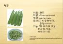 [채소 원예총론] 식물 형태학적 분류.ppt 55페이지