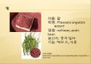 [채소 원예총론] 식물 형태학적 분류.ppt 59페이지