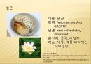 [채소 원예총론] 식물 형태학적 분류.ppt 61페이지