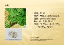 [채소 원예총론] 식물 형태학적 분류.ppt 63페이지