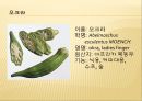 [채소 원예총론] 식물 형태학적 분류.ppt 64페이지