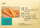 [채소 원예총론] 식물 형태학적 분류.ppt 67페이지