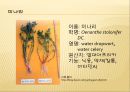 [채소 원예총론] 식물 형태학적 분류.ppt 68페이지