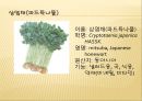 [채소 원예총론] 식물 형태학적 분류.ppt 69페이지