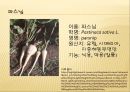 [채소 원예총론] 식물 형태학적 분류.ppt 71페이지