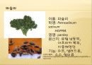 [채소 원예총론] 식물 형태학적 분류.ppt 72페이지