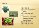[채소 원예총론] 식물 형태학적 분류.ppt 75페이지