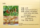 [채소 원예총론] 식물 형태학적 분류.ppt 79페이지
