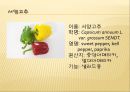 [채소 원예총론] 식물 형태학적 분류.ppt 80페이지