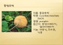[채소 원예총론] 식물 형태학적 분류.ppt 84페이지