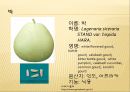[채소 원예총론] 식물 형태학적 분류.ppt 85페이지