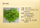 [채소 원예총론] 식물 형태학적 분류.ppt 94페이지